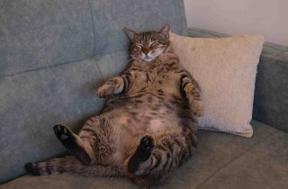 Come capire se il gatto è grasso