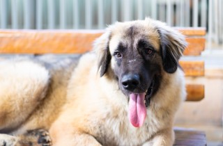 Perché i cani ansimano?