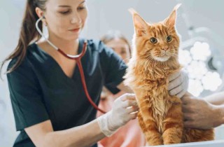 Come calmare il gatto dal veterinario