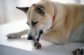 Perché il cane si lecca le zampe?