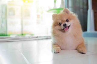 Volpino di Pomerania: 10 cose da sapere