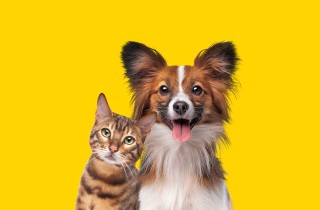 Esiste un bonus animali domestici per il 2024?