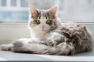 Perché il gatto scuote spesso la testa?