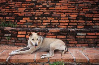 Come si calcola l'età dei cani?