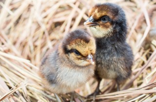Cosa fare quando il tuo uccellino depone le uova?