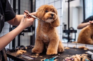 Come e quando tagliare il pelo del cane
