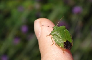 Come non far entrare le cimici in casa in autunno