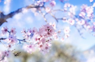 6 frasi belle per accogliere la primavera