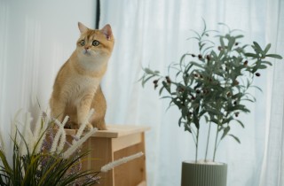 Cosa fare se il gatto si sente solo a casa
