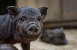 Perché adottare un maialino vietnamita