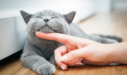 cosa insegnano gatti