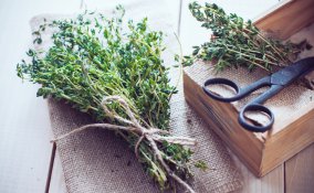 calendula erba madicina salute