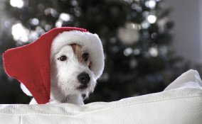 idee-regalo-cane-natale