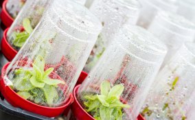 orto-inverno-trucchi-serra