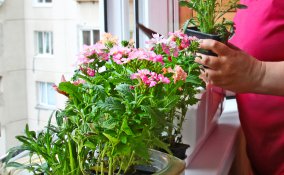 piante green tossiche incolumità bambini animali domestici 