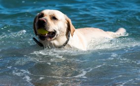 cane vacanza acqua mare lago relax amico padrone