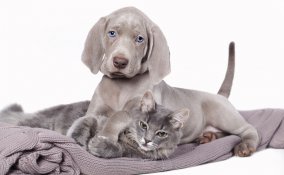 cane gatto igiene pulizia cura 