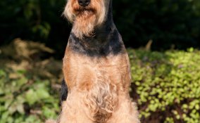 Airedale Terrier, cane, descrizione