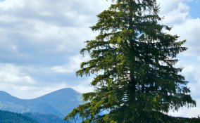 abete rosso albero proprietà salute