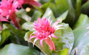Aechmea-fiore