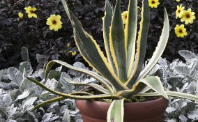 agavi-piante-coltivazione