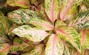 Aglaonema-piante-specie