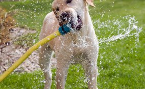 cane gatto animali vacanza proposte consigli cosa fare 