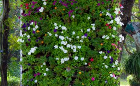 verticale-giardino-piante