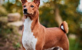 Basenji Levrieri segugi