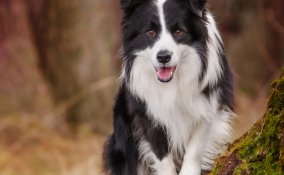 Border Collie cani pastore