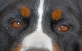 Bovaro del Bernese cane descrizione
