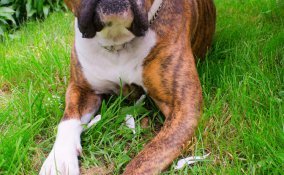 boxer, cane, descrizione