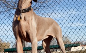 Bracco di Weimar, cane, descrizione