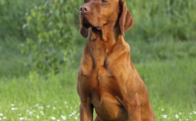 Bracco ungherese, Vizsla, cane, descrizione