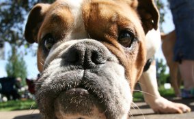 Bulldog cani affezione