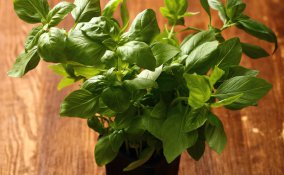 basilico proprietà e benefici