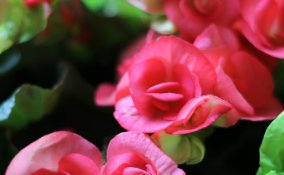 begonia-piante-foglie