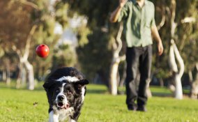 cane cucciolo gioco educazione famiglia