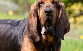 Cane Sant’Uberto Bloodhound levrierio segugio