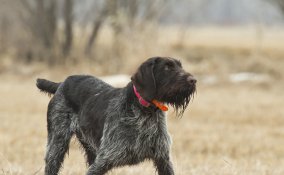 Cane ferma tedesco pelo duro cani caccia