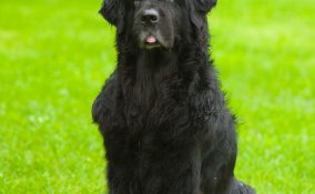 Cane di Terranova, cane, descrizione