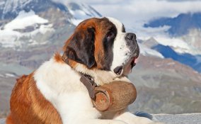 Cane, San Bernardo, descrizione