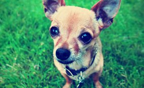 Chihuahua, cane, descrizione