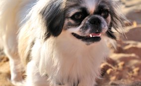 Chin, cane, descrizione