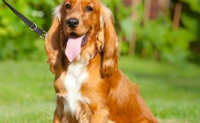 Cocker Spaniel inglese cani caccia