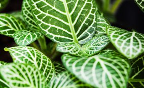 come coltivare calathea, come coltivare la calathea