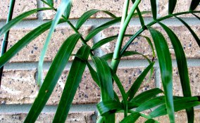 Camedorea-pianta-casa