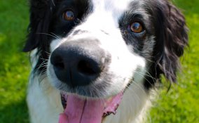 cane tartufo naso diagnosi malattia esami veterinario salute