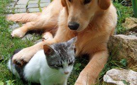 cane gatto obesità dieta suggerimenti pasti giornalieri alimentazione