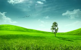 verde, natura, campo, prato, parco, giardino, pascolo